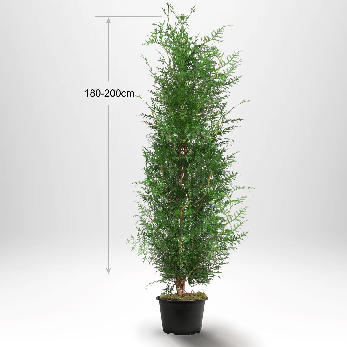 Thuja Occ Brabant 180-200 cm, Pottedyrket Co 10, Kvalitet: Standard
